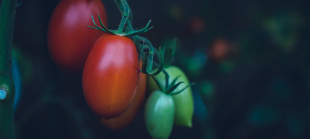 red and green tomatoes on a vine