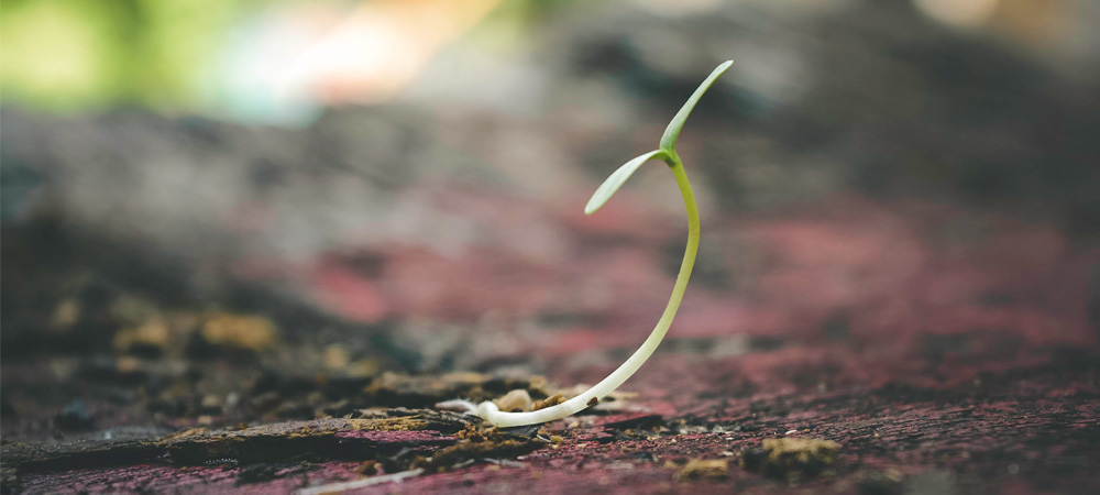 How to Grow Seeds in a Greenhouse