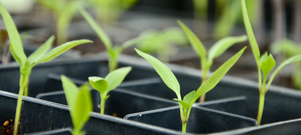 seeds growing in propagator