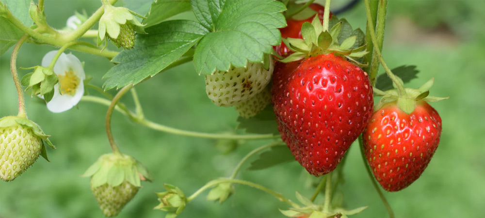 strawberries growing on vine