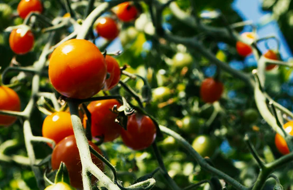 string of tomatoes