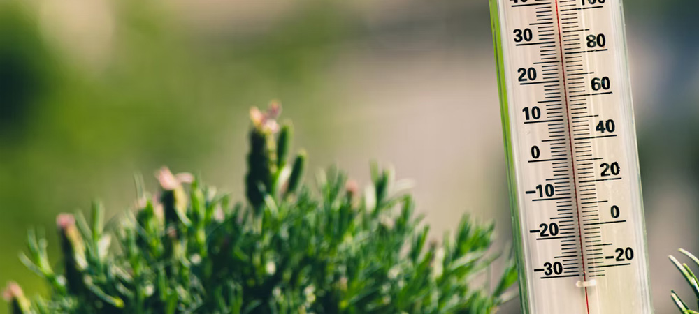 thermometer in plant