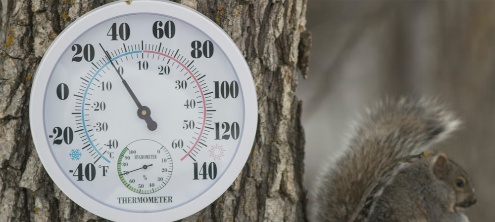 outdoor thermometer next to squirrel