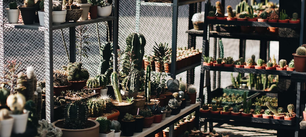tiered greenhouse shelving with cacti