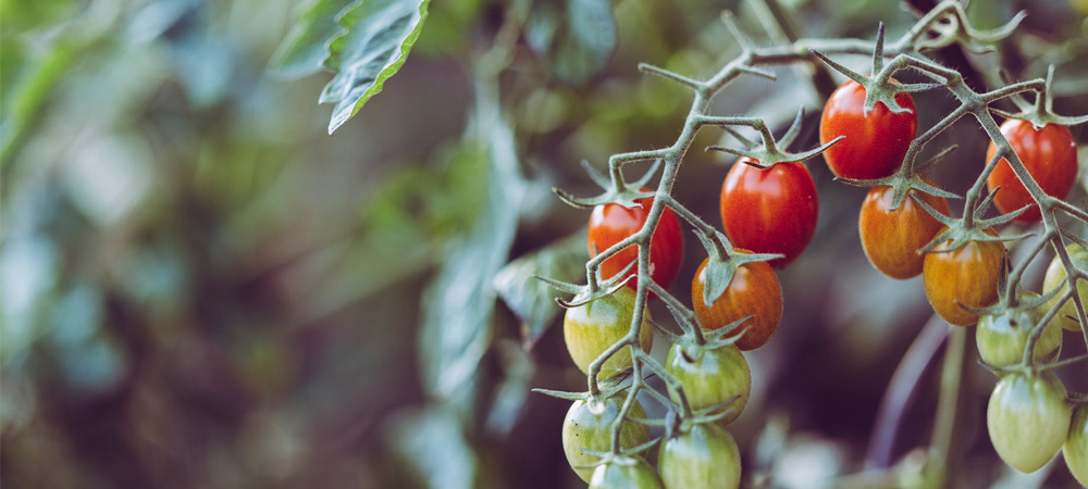 tomato plants on a vine growing in a greenhouse