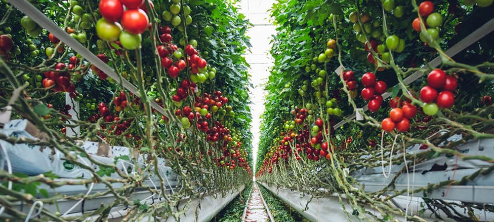 tomatoes grow in a grow bag or pot