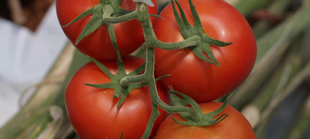 tomatoes growing on vine