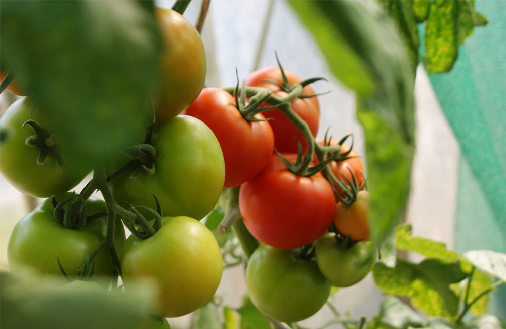 tomatoes in a greenhouse