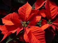 Start the New Year with a Traditional Greenhouse