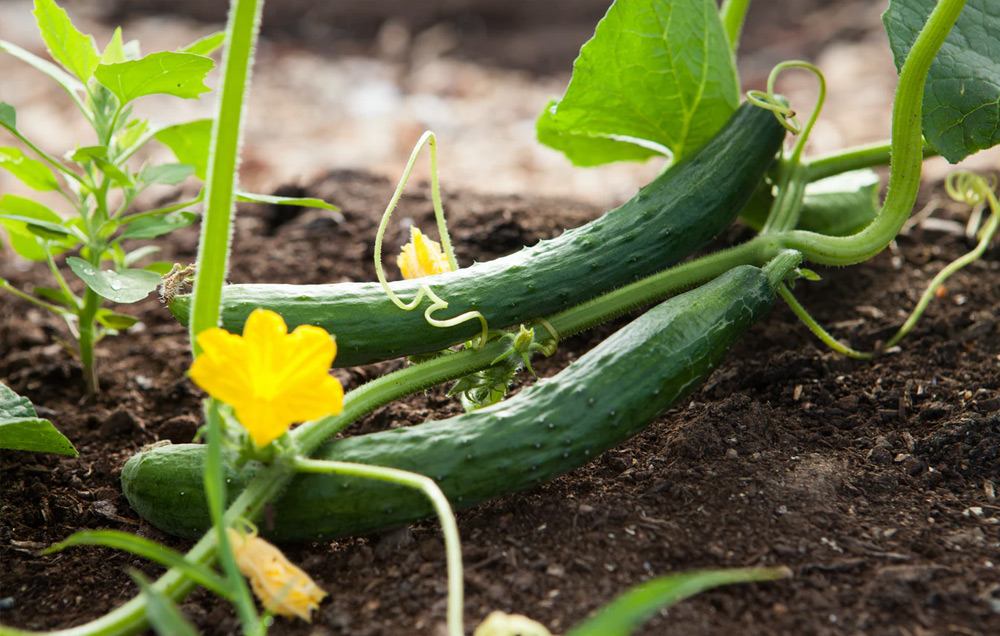 young cucumber plants growing in soil