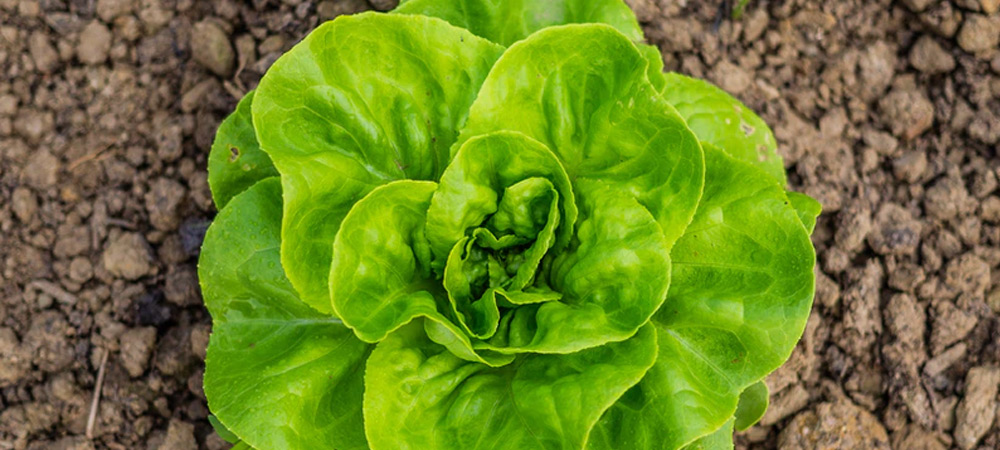 young lettuce plant growing in ground