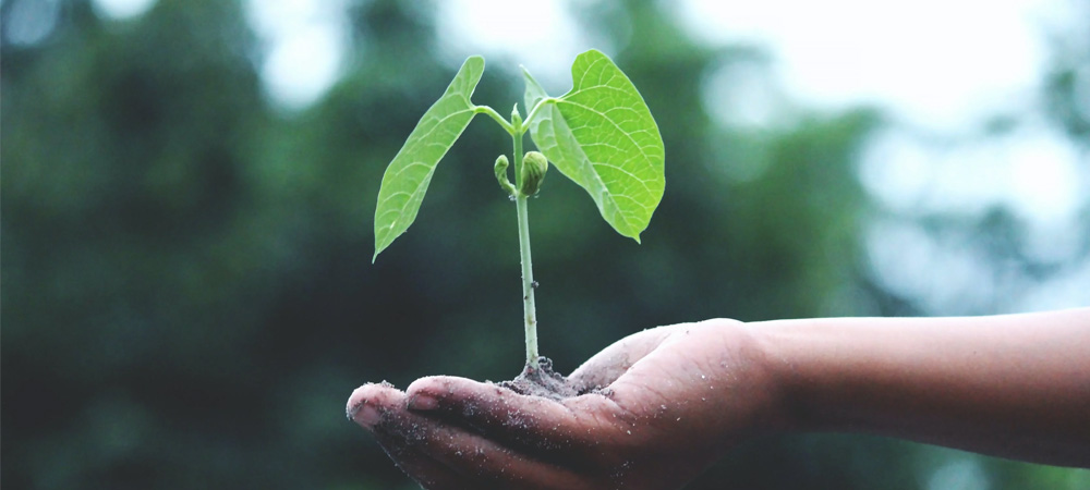 young plant in hand