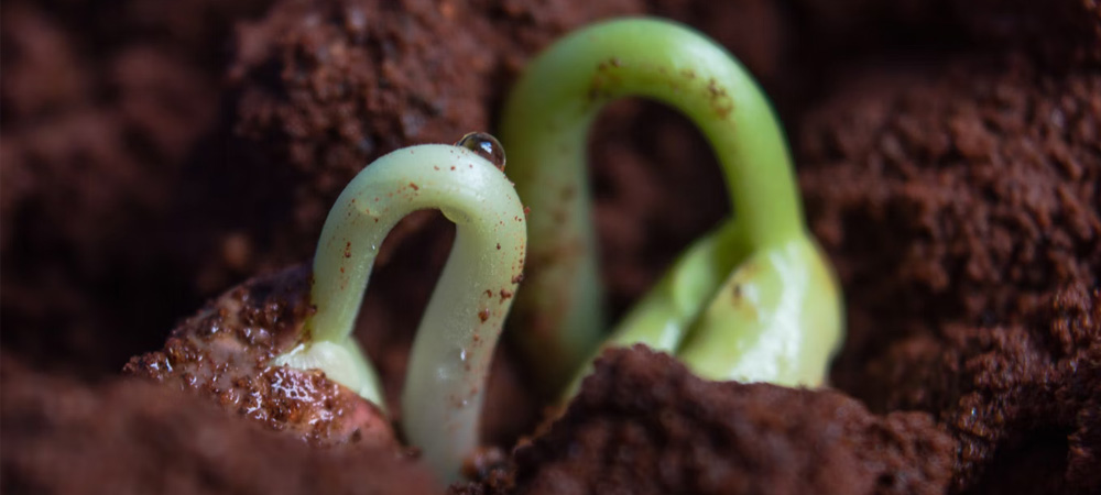 young plant in soil