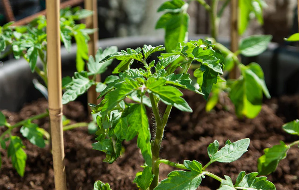 young plants growing in pot with stake