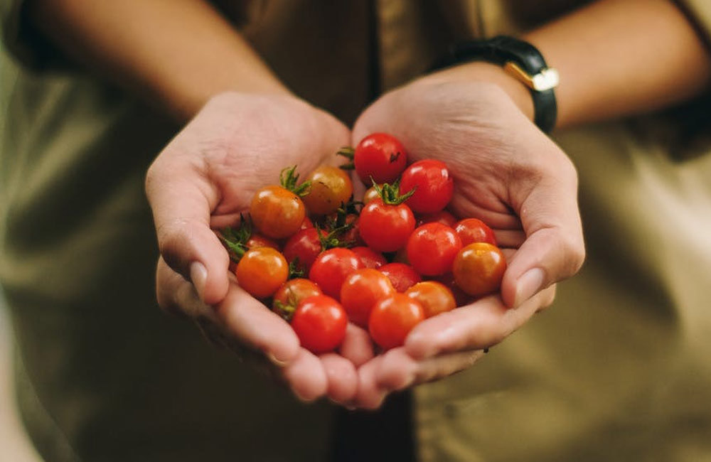 tomatoes in hands