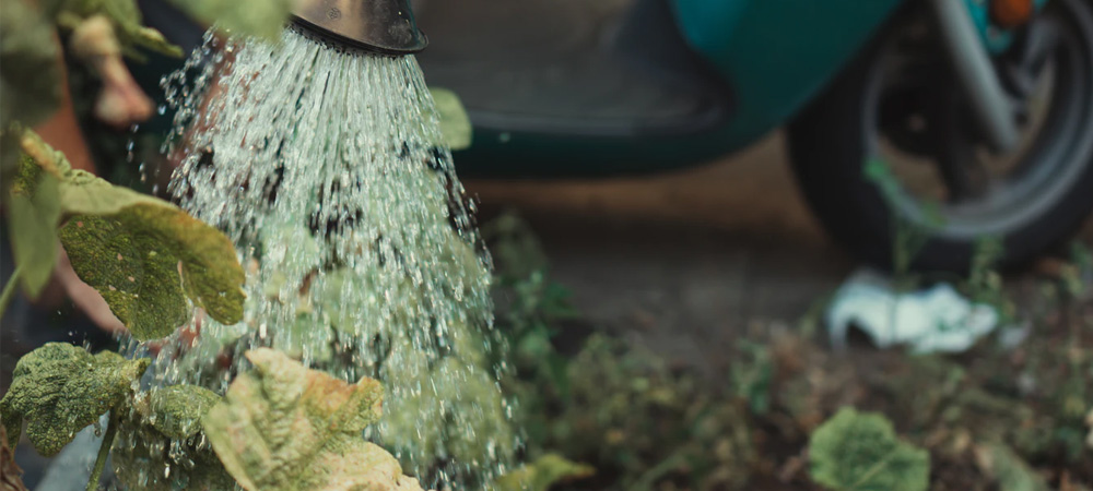 watering dry plants