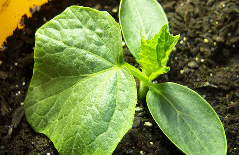 young cucumber plant