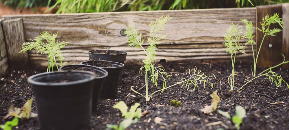 plants growing in pots and raised beds