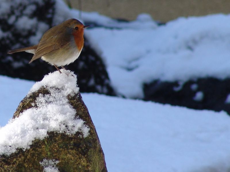 robin in snow