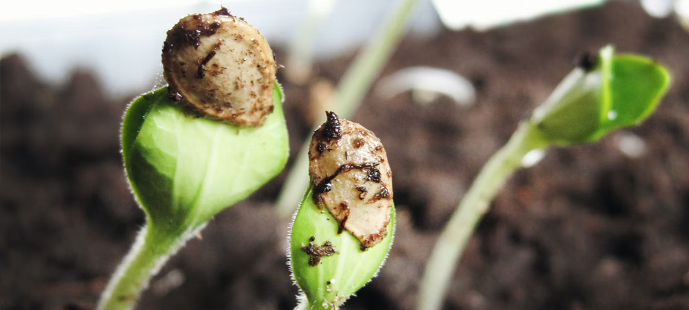 seeds germinating