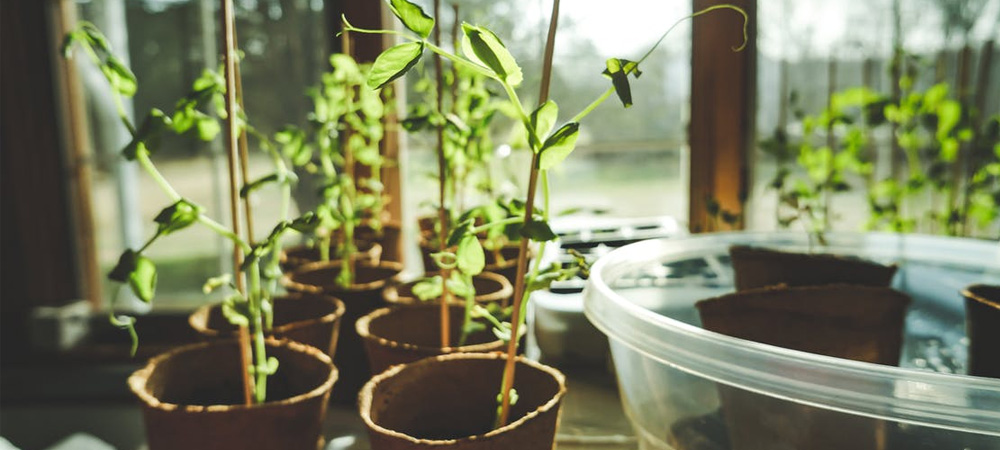 seeds growing in greenhouse