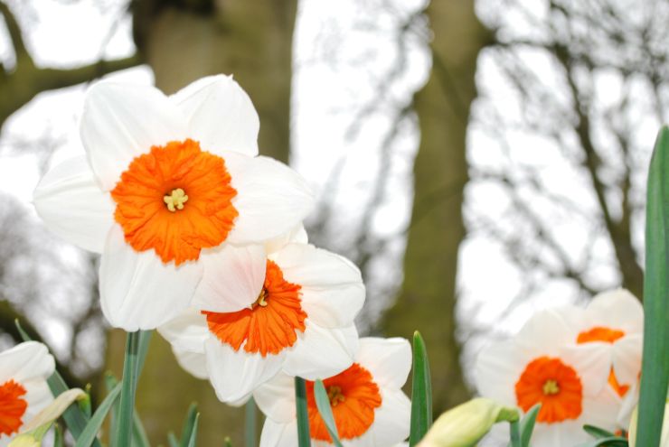 spring daffodils