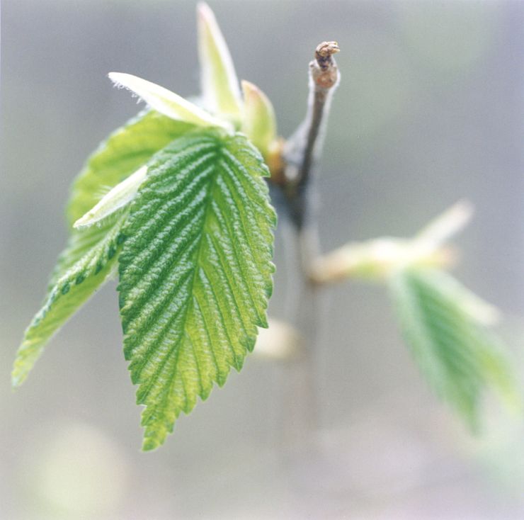 new leaves