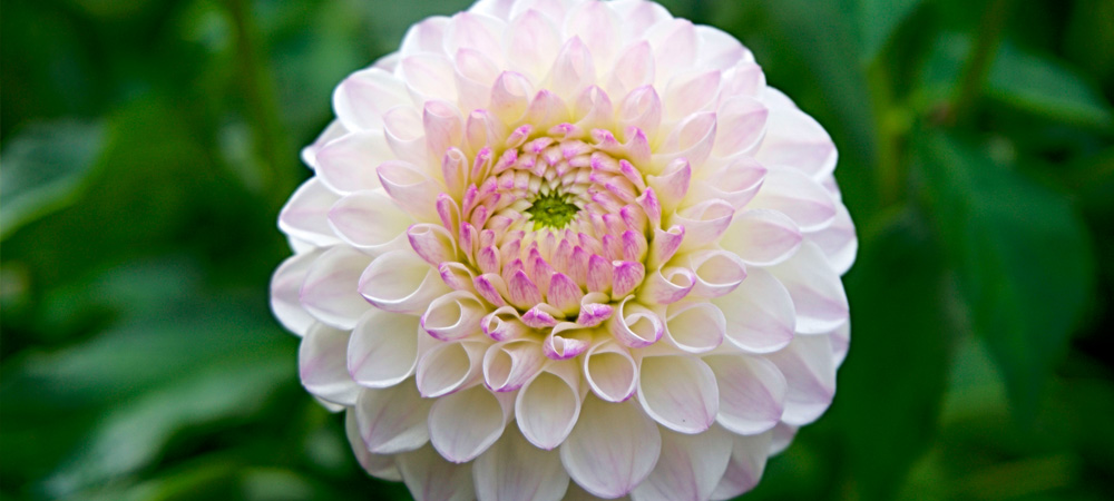 white and pink dahlia
