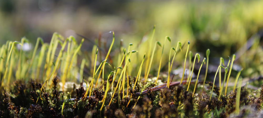 young plants growing